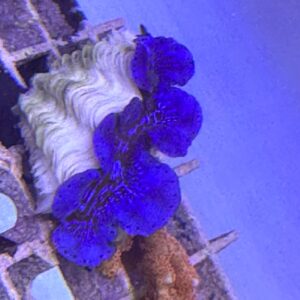 TRIDACNA MAXIMA color 5/6 CM

CORALLO
SPEDIZIONE GRATUITA