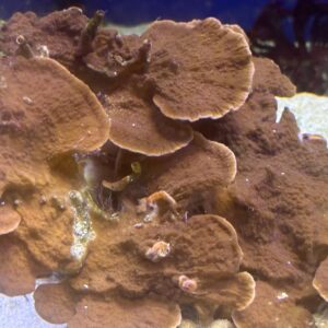 MONTIPORA FOLIOSA   CIRCA 20 CM

SPEDIZIONE GRATUITA