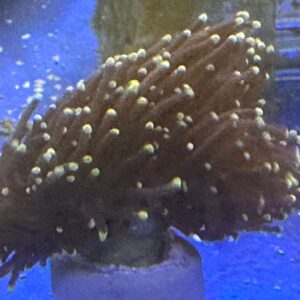 euphyllia glabrescens black torch GOLDEN

ART 2650

SPEDIZIONE GRATUITA
