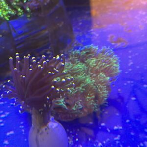 euphyllia glabrescens black torch golden 1 calice

art2651