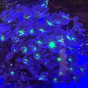 Clavularia viridis 
art 2652
dimensioni 10 x 10 cm

spedizione gratuita