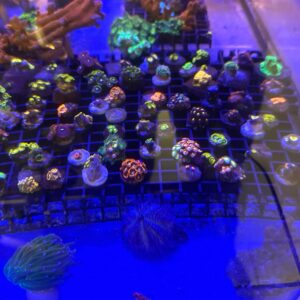 zoanthus da collezione prezzo bomba 
19,9 sconto per acquisti multipli