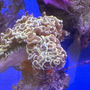 Euphyllia Ancora ORANGE 10/12CM

OFFERTISSIMA