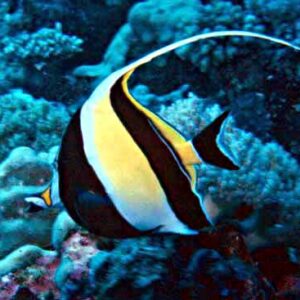 Zanclus cornutus