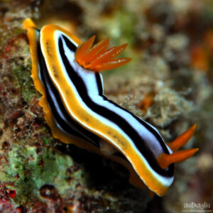 Nudibranco lumaca di mare