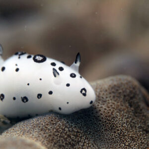 Nudibranco lumaca di mare bianca
