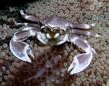 Neopetrolisthes maculatus granchio di porcellana