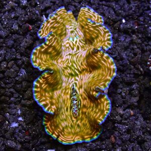 Tridacna derasa 4-5 cm