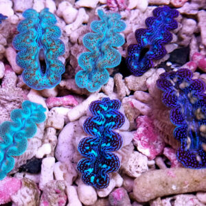 tridacna crocea ultra 4-5