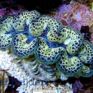 tridacna maxima color 6-7