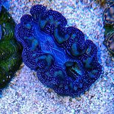tridacna maxima ultra 4-5 cm