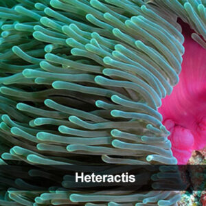 Heteractis magnifica

ANEMONE