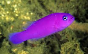 Pictichromis porphyrea

pesce marino