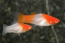 Xiphophorus Helleri Santa Claus