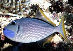 Xanthichthys auromarginatus - male