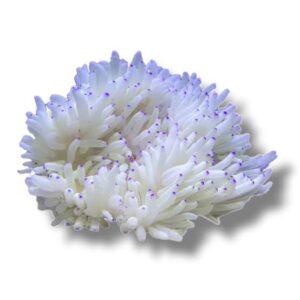 Heteractis crispa white

anemone
