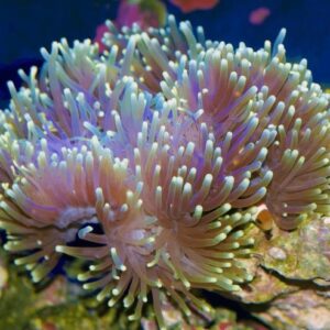 Purple milk anemone
Heteractis crispa