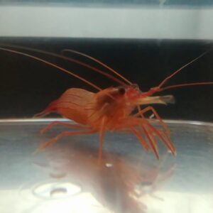 lysmata wurdemanni WURDEMANNI