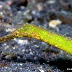 syngnathoides biaculeatus