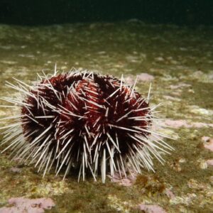 tripneustes gratilla
