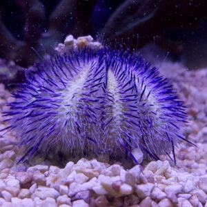 Echinodermata sp. purple