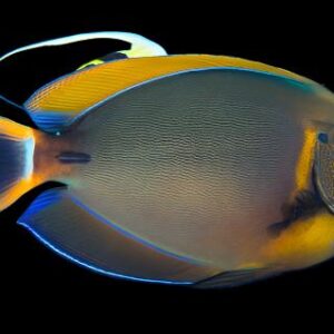 Acanthurus bariene