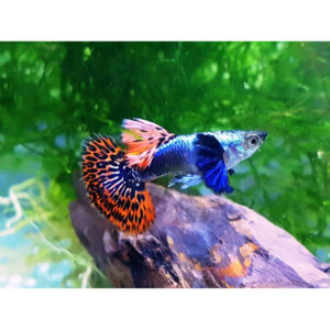 Guppy maschio Elephant Ears, Poecilia reticulata male 3,5 cm Big Dumbo Ear