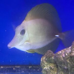 Zebrasoma scopas TAGLIA M brido