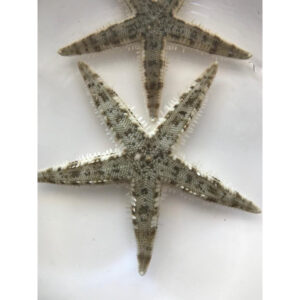 Archaster typicus 6 cm - Stella marina insabbiatrice detritivora