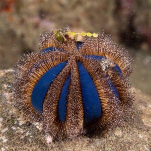 MESPILLA GLOBULUS