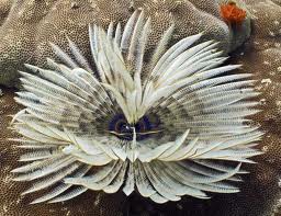 Sabellastarte Indica