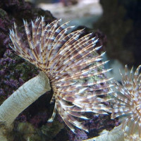 sabellastarte sancti josephi