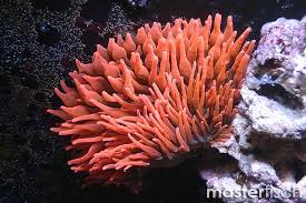 Red corn anemone (cultured) -Entacmaea quadricolor