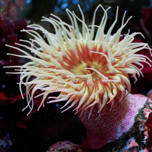 Phylum Cnidaria