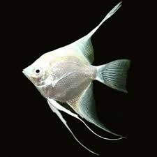 Pterophyllum Scalare Platinum xxl