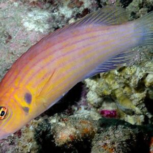 Pseudocheilinus Octotaenia