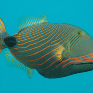 Balistapus undulatus