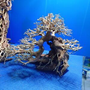 ZEN BONSAI WOOD