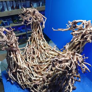 ZEN BONSAI DANCING M