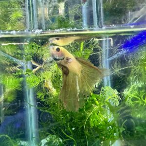 BETTA SUPER DELTA B