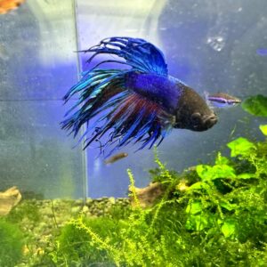 BETTA CROWNTAIL b

foto reale
