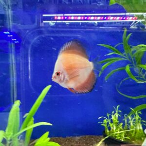 DISCUS RED VALENTINE 7/8