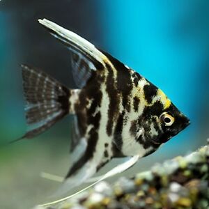 SCALARE – Pterophillum Scalare 6/7 cm