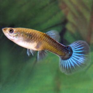 GUPPY FEMMINA