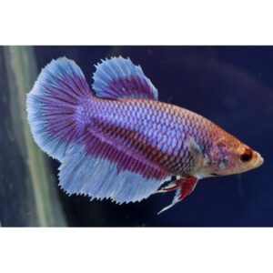 BETTA FEMMINA

chiedere foto reali
3394204355