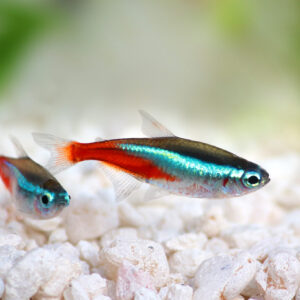 Paracheirodon innesi
NEON