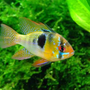 APISTOGRAMMA RAMIREZI