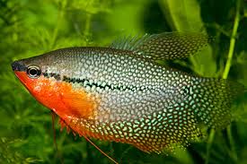 Trichopodus leerii