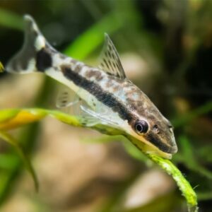 OTOCINCLUS AFFINIS