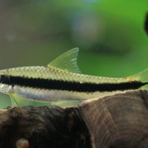 EPALZEORHYNCHUS SIAMENSIS